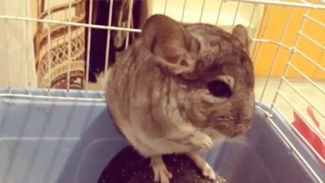 Ужин шиншиллы смотреть онлайн