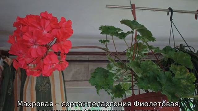 Виды пеларгонии смотреть онлайн