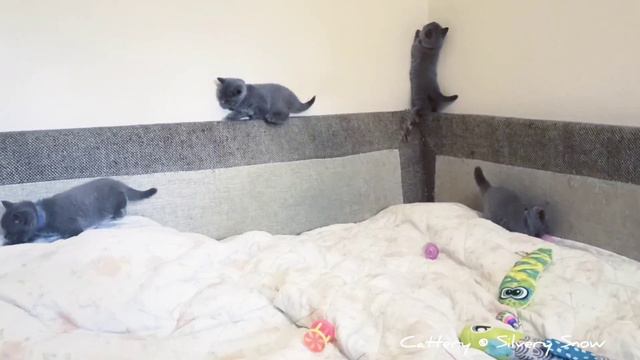 Веселые детишки британские мальчишки, британские девчонки так веселятся звонко. смотреть онлайн