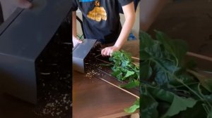 как вырастить маракуйю, инстаграм: kirgisska #маракуйя #экзоты #авокадо #манго #растения