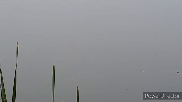 Рыбалка#живец#хищник.