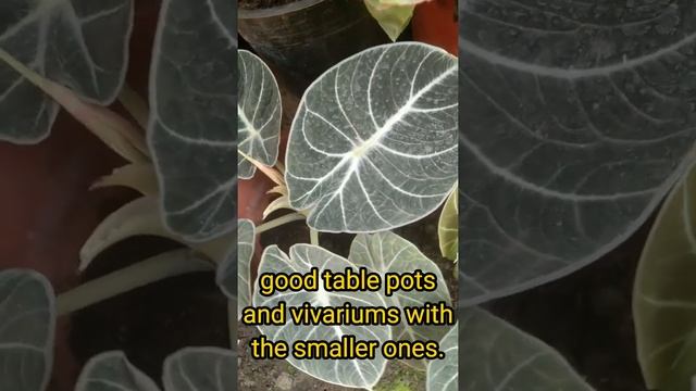 ALOCASIA BLACK VELVET. A Dark Jewel смотреть онлайн