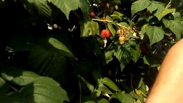 МАЛИНА ТРАДИЦИОННАЯ ГОРДОСТЬ РОССИИ смотреть онлайн