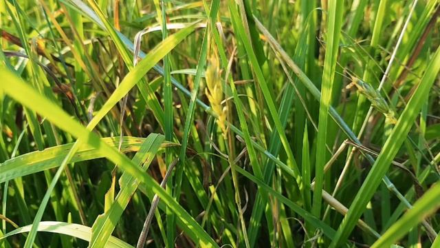 Звуки природы. Звук сверчков смотреть онлайн