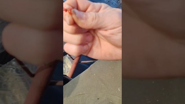 личинка мухи смотреть онлайн