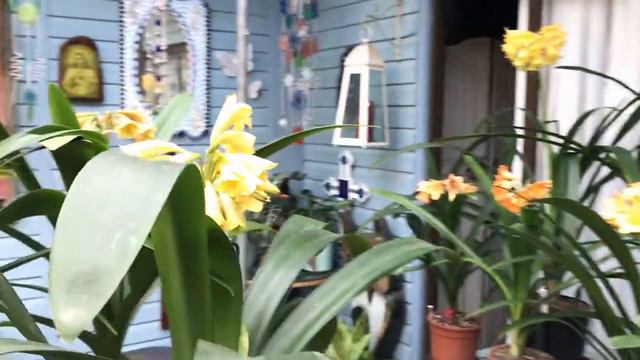 Interspecific clivias in flower at Utopia Clivias 2020 смотреть онлайн