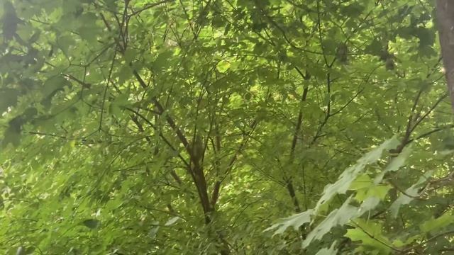 Белка прыгает по дереву . смотреть онлайн