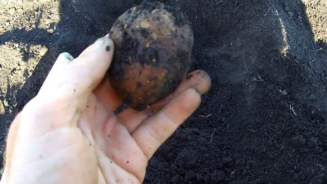 Расширяю площадь под огород!! Новая мотыга!! ))) Обработка картофеля.. смотреть онлайн