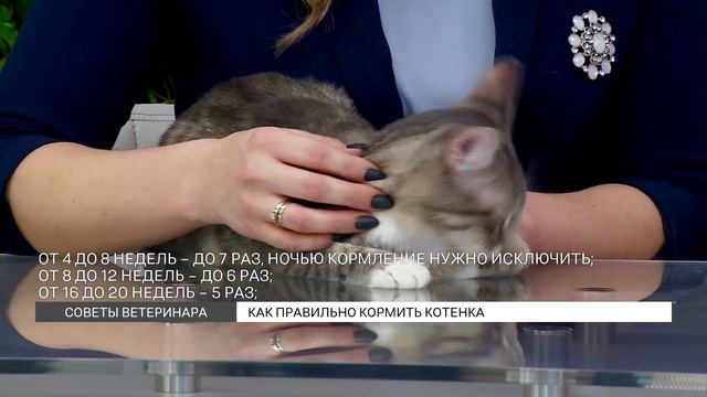 Советы ветеринара: как кормить котят? смотреть онлайн