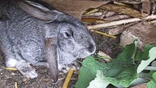 Серый кролик Русской горностаевой породы. смотреть онлайн