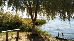 Дерево Ива и  камыши в Full HD 60fps 1080р. Релакс-видео. Стоковое видео. Осенний футаж. Водоемы.