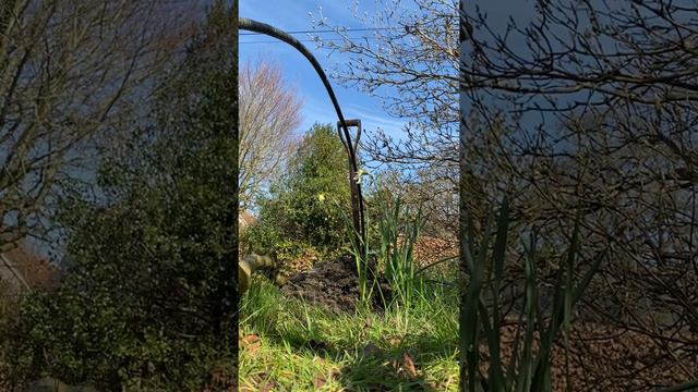 Planting A Rambling Rose