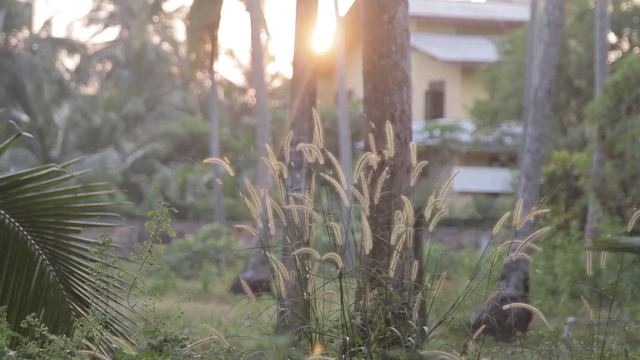Шри-Ланка / Звуки природы / железнодорожного переезда и поезда / loop Sonds of Sri Lanka смотреть онлайн