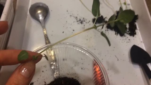 Годеция 22.03.18 Перевалка годеции смотреть онлайн