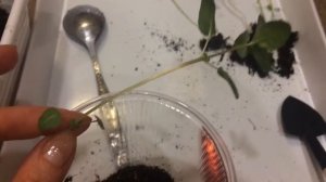 Годеция 22.03.18 Перевалка годеции