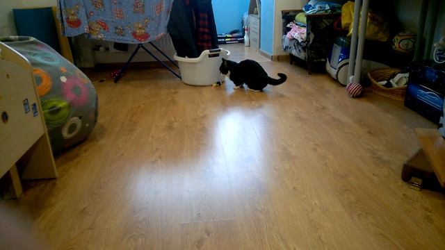 не сильно игривый манч. Munchkin cat. смотреть онлайн