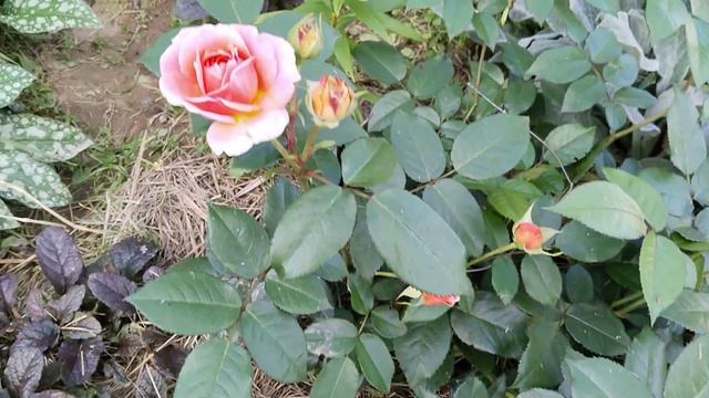 Роза шраб (Rose Shrub)