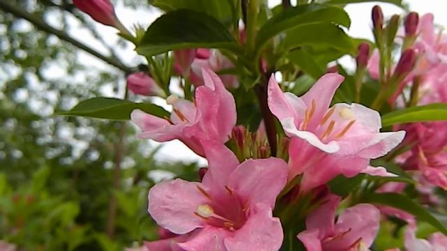 Вейгела в моём саду смотреть онлайн