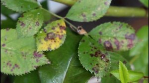 Мои розы 2020. Важные уроки от розы Супер Дороти. Сильнорослая плетистая роза.