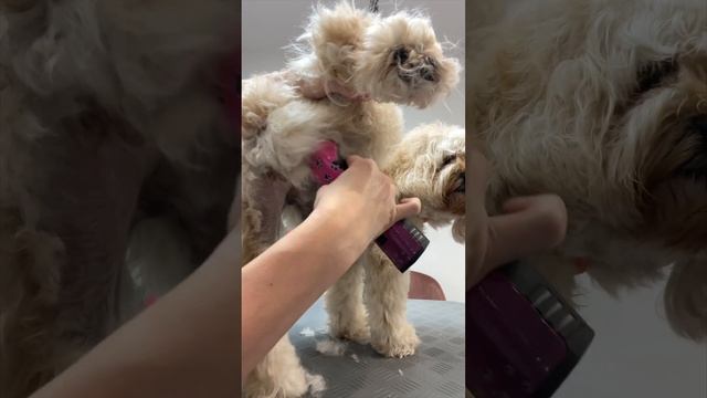 Кавапу без колтунов! ✂️ Стрижка живота и попы – не узнаете! смотреть онлайн