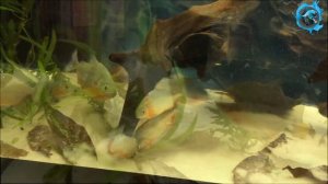 Чем кормить пираний.  Кормление пираний речной рыбой и морепродуктами