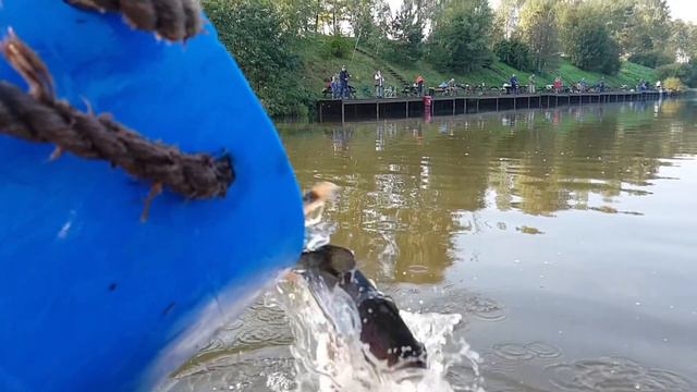 Запуск форели в VIP акватории усадьбы Золотые Караси смотреть онлайн