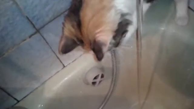 Маська-кошка любит воду! смотреть онлайн