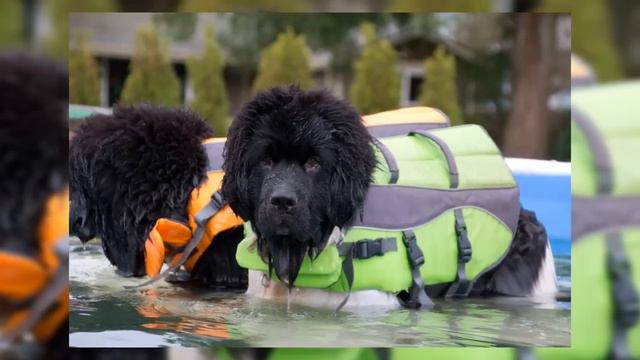 Polar Bear Swim смотреть онлайн