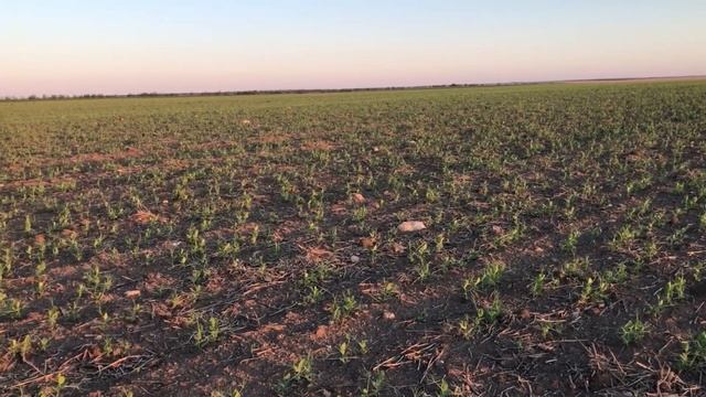 Горох яровой. Весна 2022 смотреть онлайн