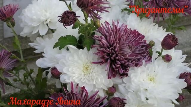 Махарадзе Янина Хризантемы смотреть онлайн