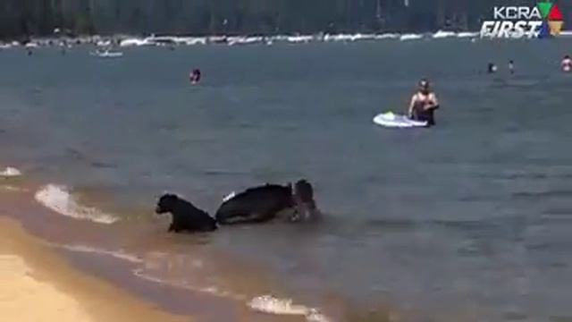 медведи, как люди смотреть онлайн