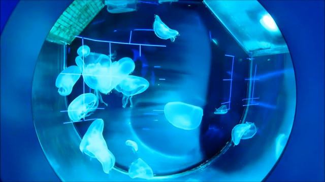 Океанариум в Новосибирске ( ч. 2). 22.05.20 г. смотреть онлайн