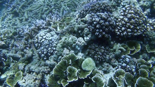 Coral Reef, Rare Purple SPS Coral, Sri Lanka Coral Reef