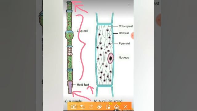 Oedogonium/Occurence and cell structure/Green Algae/B.Sc. Botany Lectures смотреть онлайн