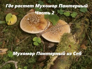 Где собирать мухоморы пантерные в Спб и Лен. обл. часть 2