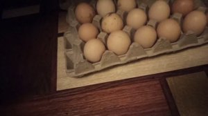 как хранить инкубационное яйцо (вернее как я его храню)
