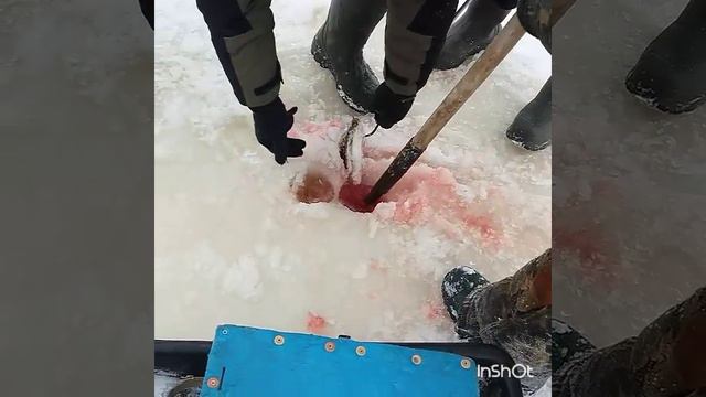 Охрененная щука на Псковском озере!!! Часть 2 смотреть онлайн