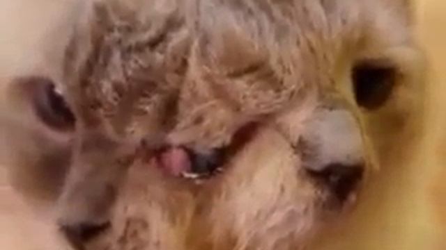 Жесть кот с двойной мордой смотреть онлайн