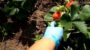 Клубника Елизавета 2.Офигенный сорт