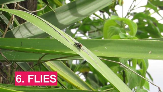 MGA PESTE SA PANANIM ALAMIN | Garden pests names and pictures смотреть онлайн