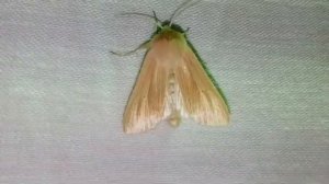 Ловля ночных бабочек на ДРЛ-200 (31.07.2019)