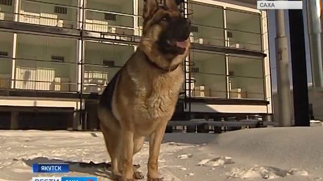ЯКУТСКИЕ КИНОЛОГИ смотреть онлайн
