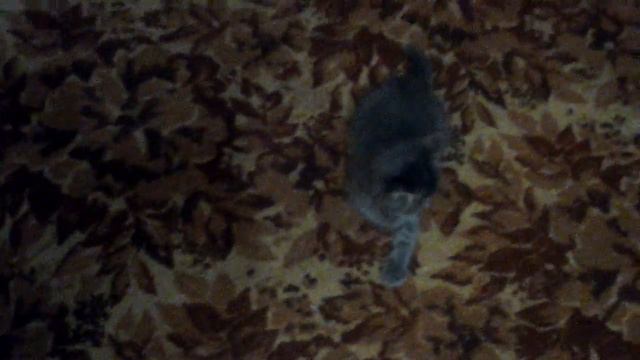 Котенок бесится... смотреть онлайн