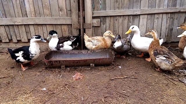 Как отличить селезня от утки, у крякающих и мускусных уток смотреть онлайн