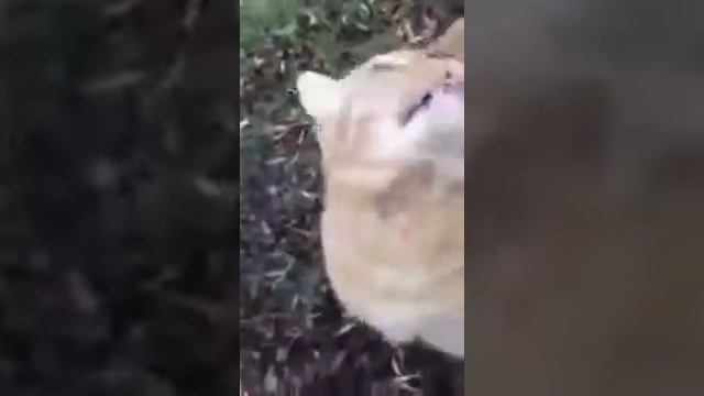 Довела до экстаза 2018 Cats смотреть онлайн