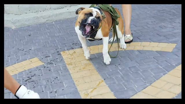 Американский бульдог.! / American bulldog/ смотреть онлайн