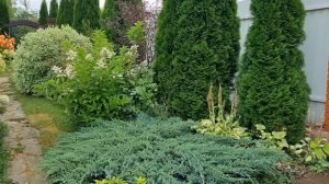 Что посадить вдоль забора. Ошибки при посадке : на что мы себя обрекаем?