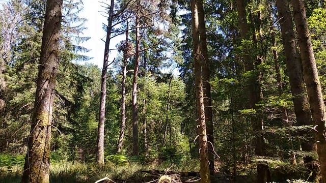 Как растет черника... во Франции! смотреть онлайн