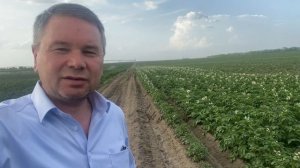 Картофель сорт Зекура ранняя посадка