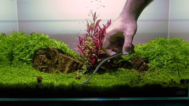 Aquarium | Carpet plant trimming | Monte Carlo смотреть онлайн